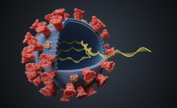 BF.7毒株或成未来全球主流毒株，还有cz02毒株情况